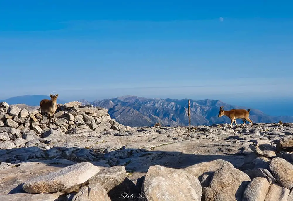 Mountain goats at the top of La Maroma