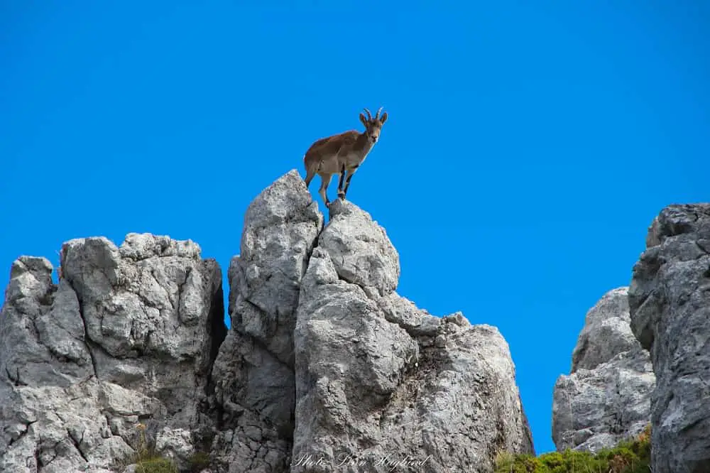 Mountain goat along El Pinzapar trail