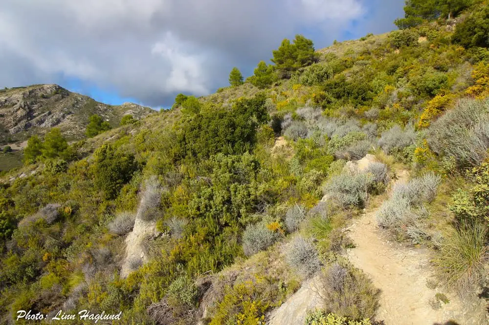 Forest trail opening up towards the peak of Pico Cielo