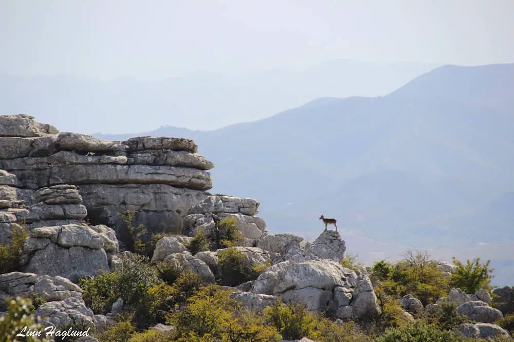 Mountain goat in El Torcal