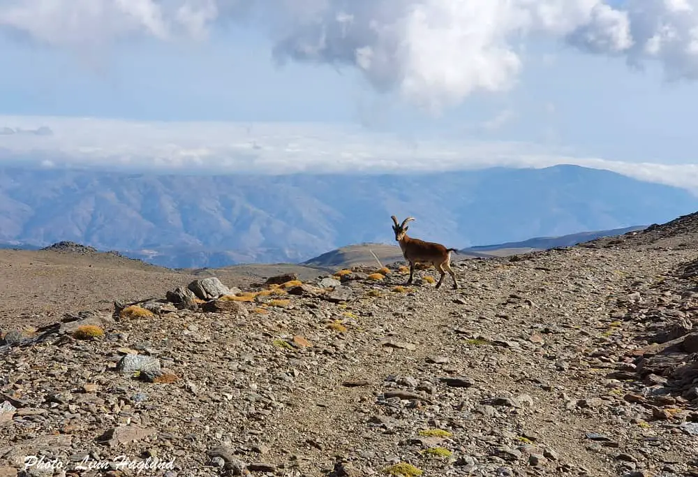 A mountain goat on the alternative road down from Mulhacen