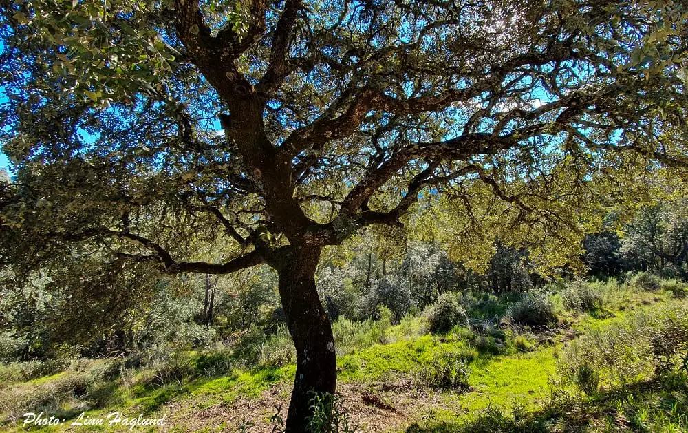 A tree along the trail of Ruta de Los Venados Cordoba