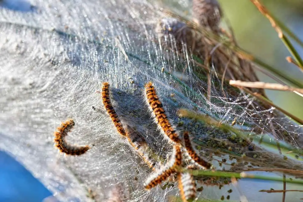 Caterpillars outside their nest