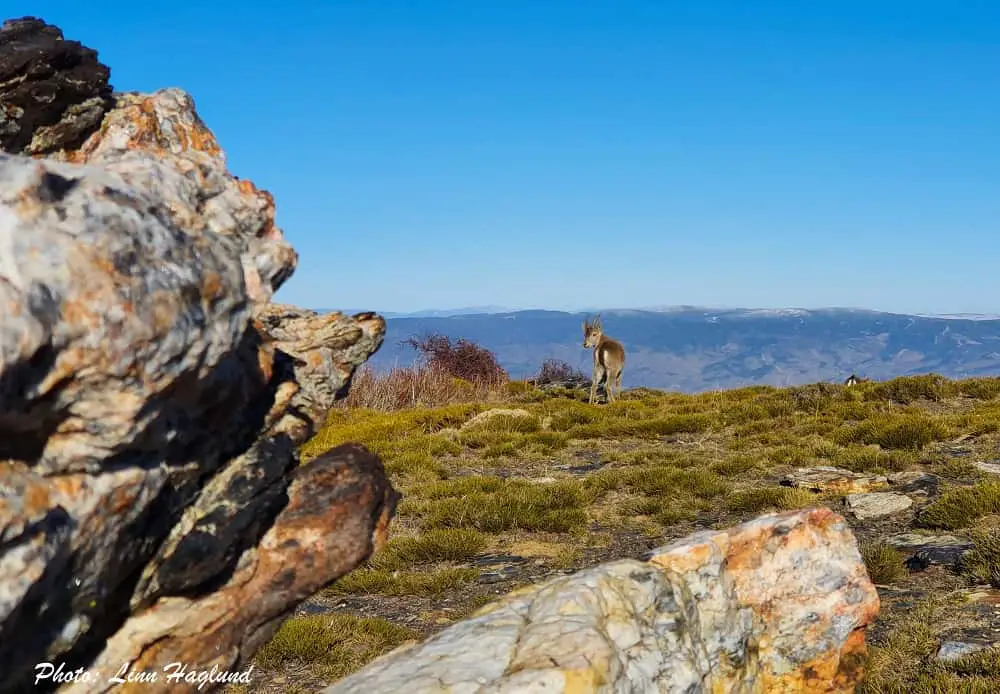 Mountain Goat at El Chullo hike