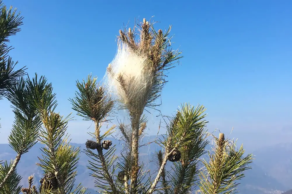 Processionary caterpillar nest