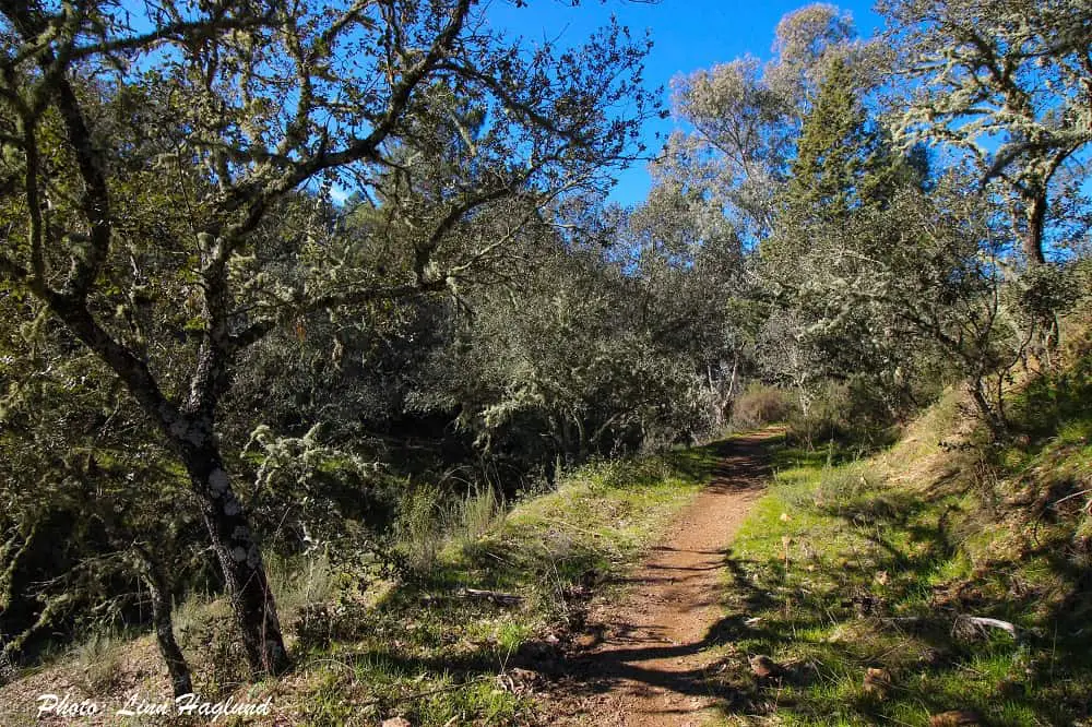 Oak forest along Ruta de Los Venados Villaviciosa de Córdoba