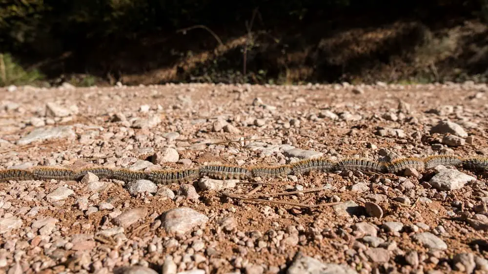 Pine processionary caterpillars