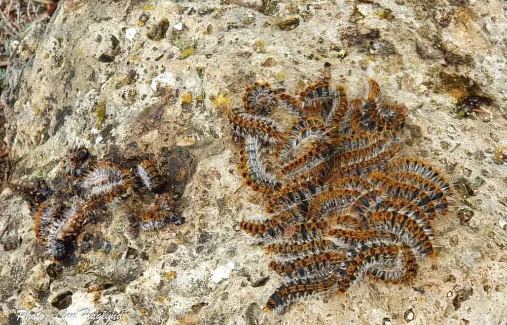 Processionary caterpillar group