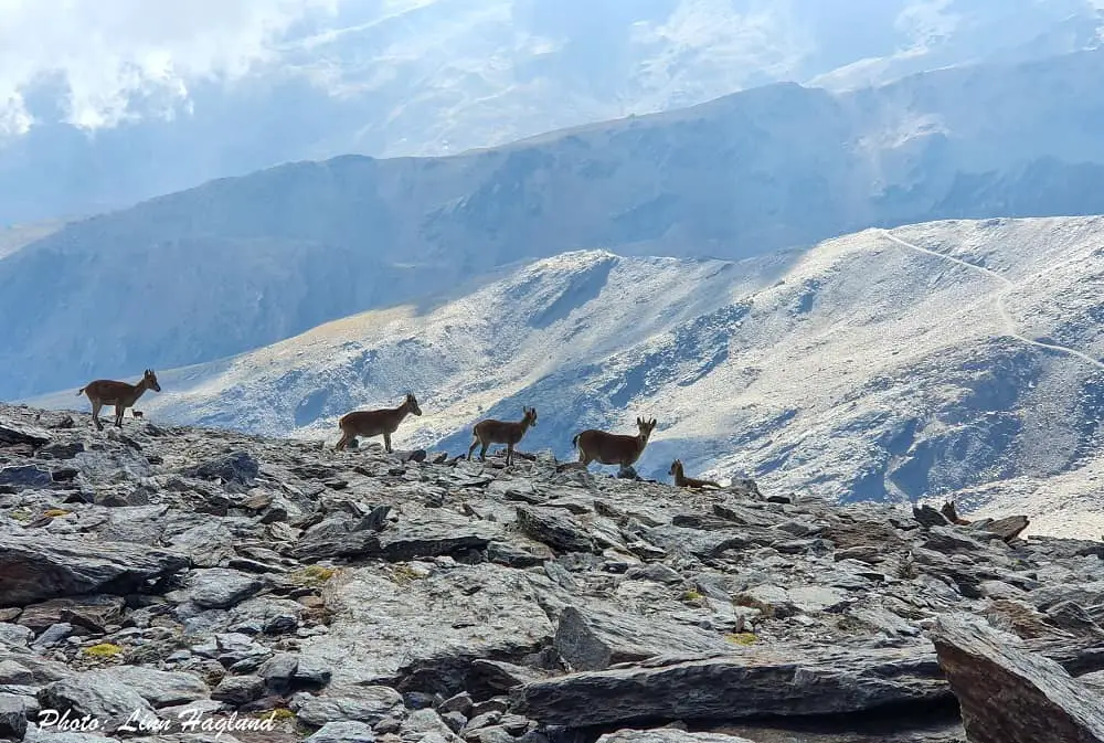 There's a big chance of seeing mountain goats when climbing Mulhacen Spain