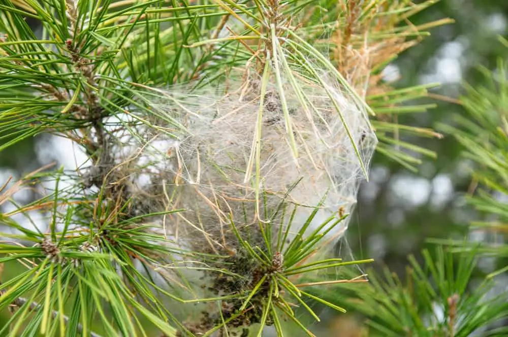 processionary caterpillar nest