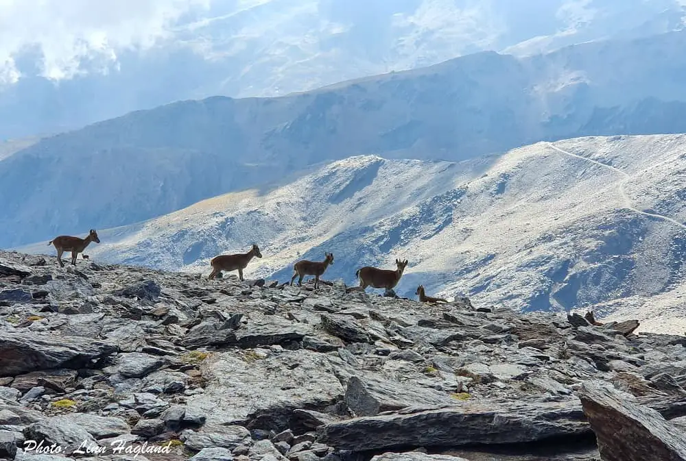 Mountain goats in Sierra Nevada in Granada Spain
