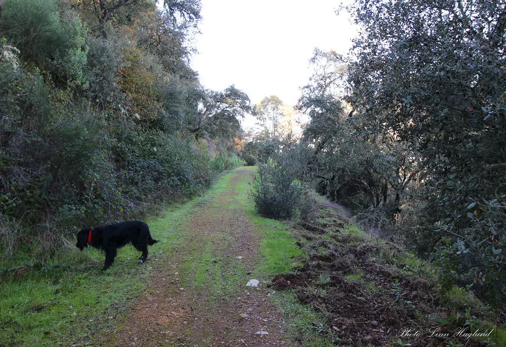 Long stretch where wild boar have been digging on the side of the trail