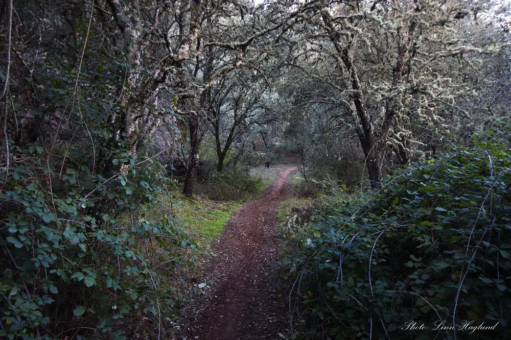 Oak forest Sierra Morena