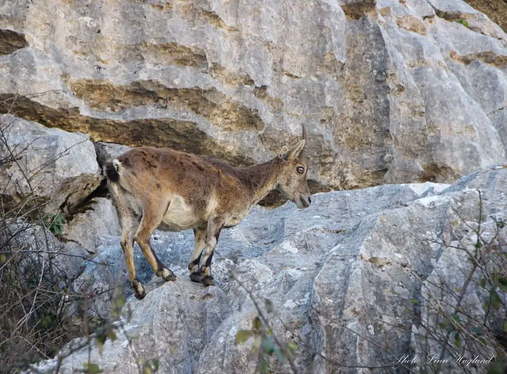 Beginner hiking tips - respect wildlife