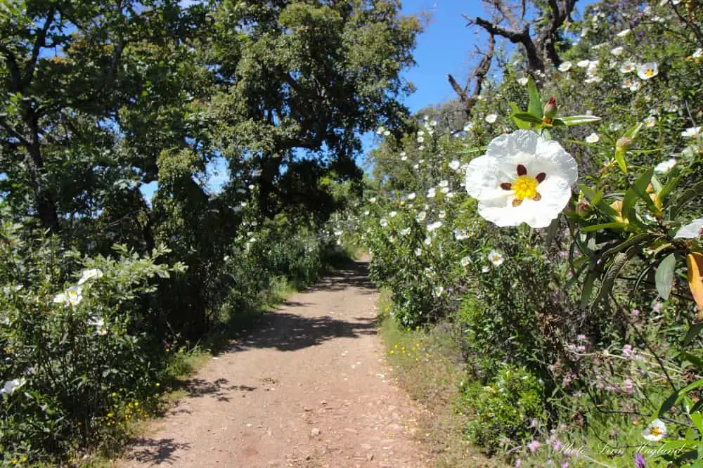 Hiking to Bonales Huelva