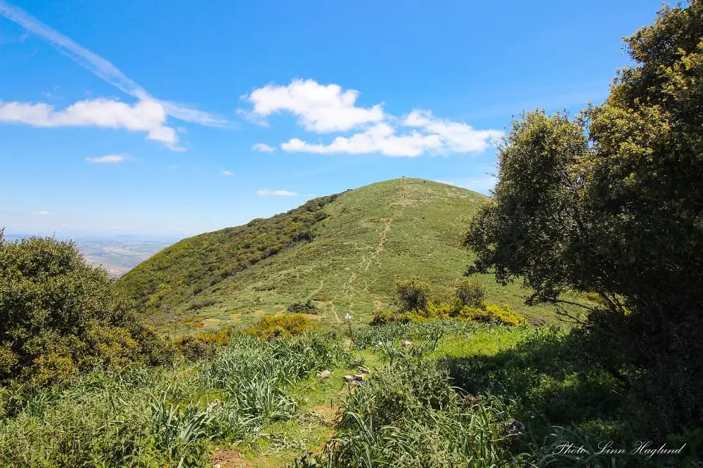 Pico Terril