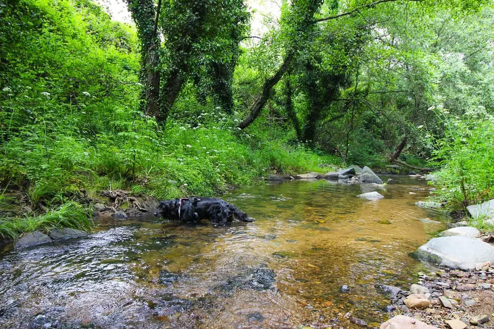 hiking with my dog