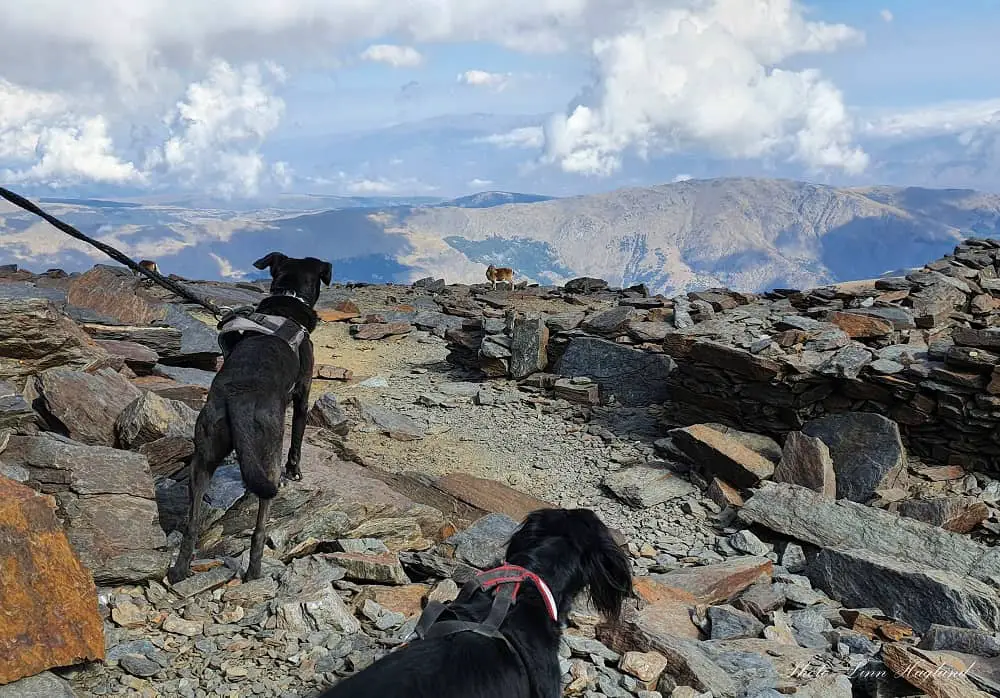 tips for hiking with dogs