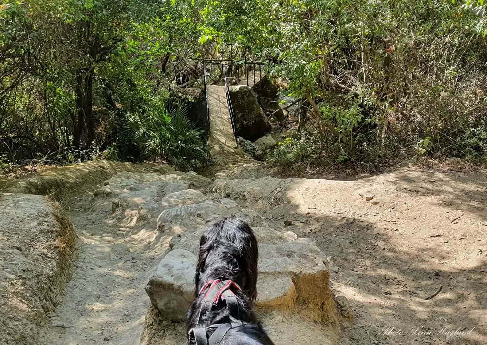 Dog hiking Rio Majaceite