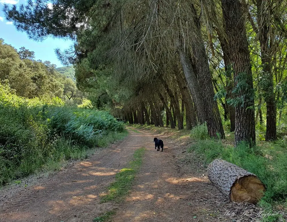 Dirt track along Molino del Corcho trail