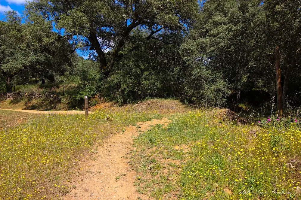 Trail through a flower field in the forest