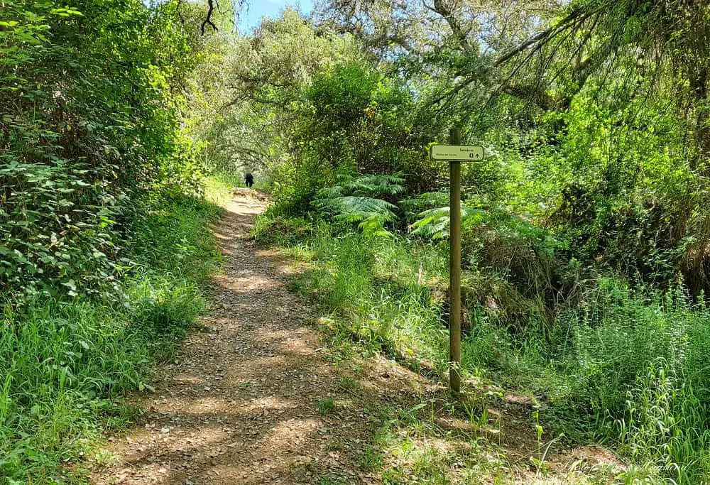 Trail up to the dirt track