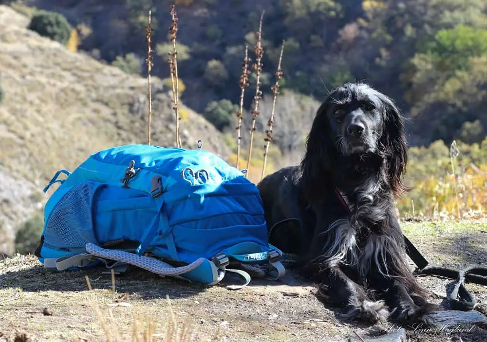 Osprey dog clearance pack