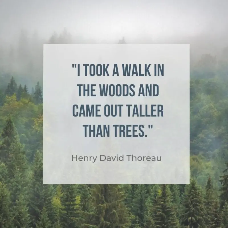 Henry David Thoreau quote