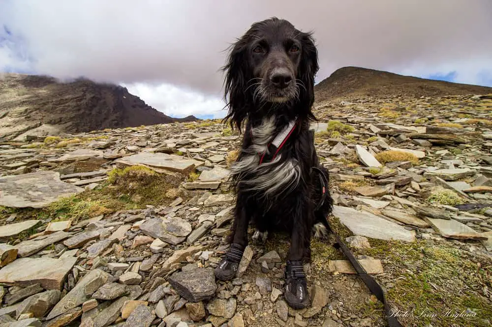 dog hiking accessories