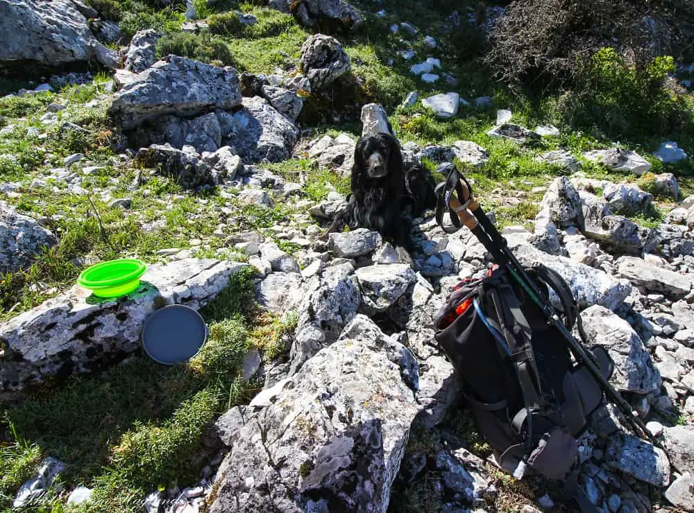 dog hiking essentials