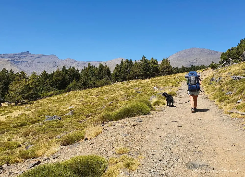 hiking gear for dogs