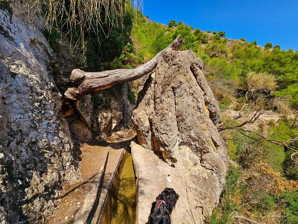 Scetchy section of Acequia del Lizar Malaga hike with a fallen tree.