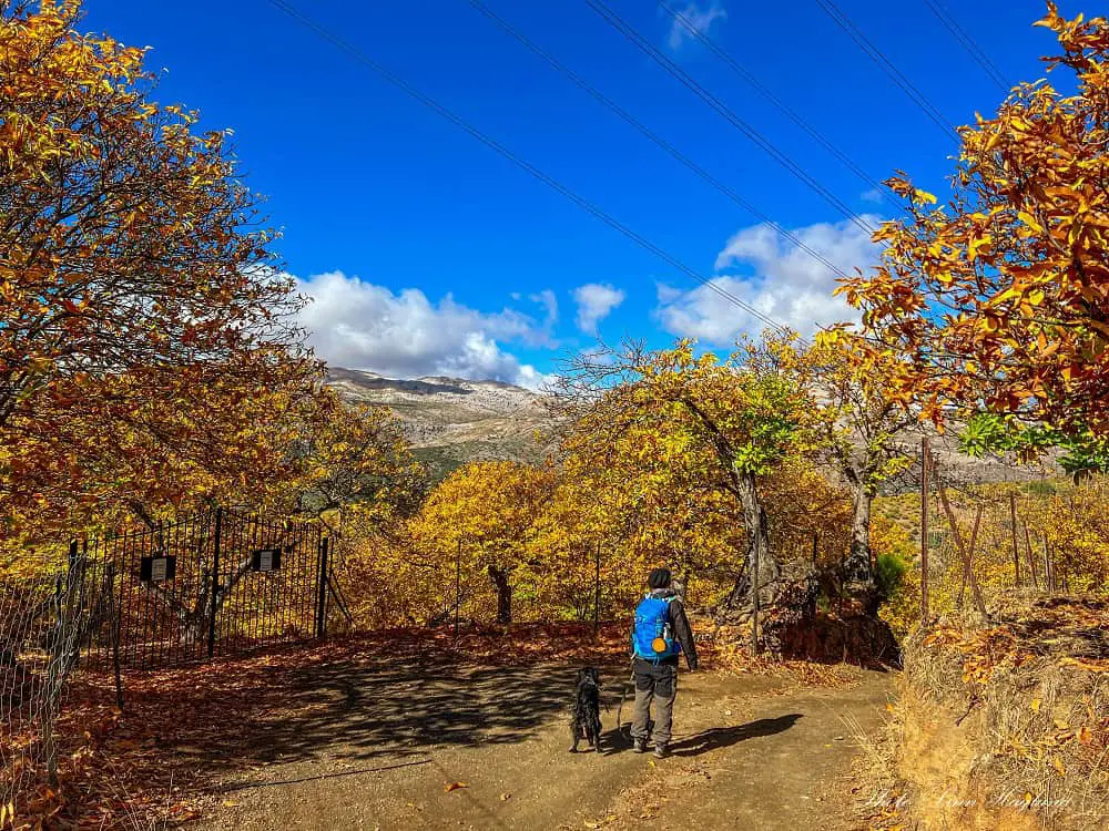 Me and Ayla on a Bosque de Cobre hike surrounded by orange chestnut trees.