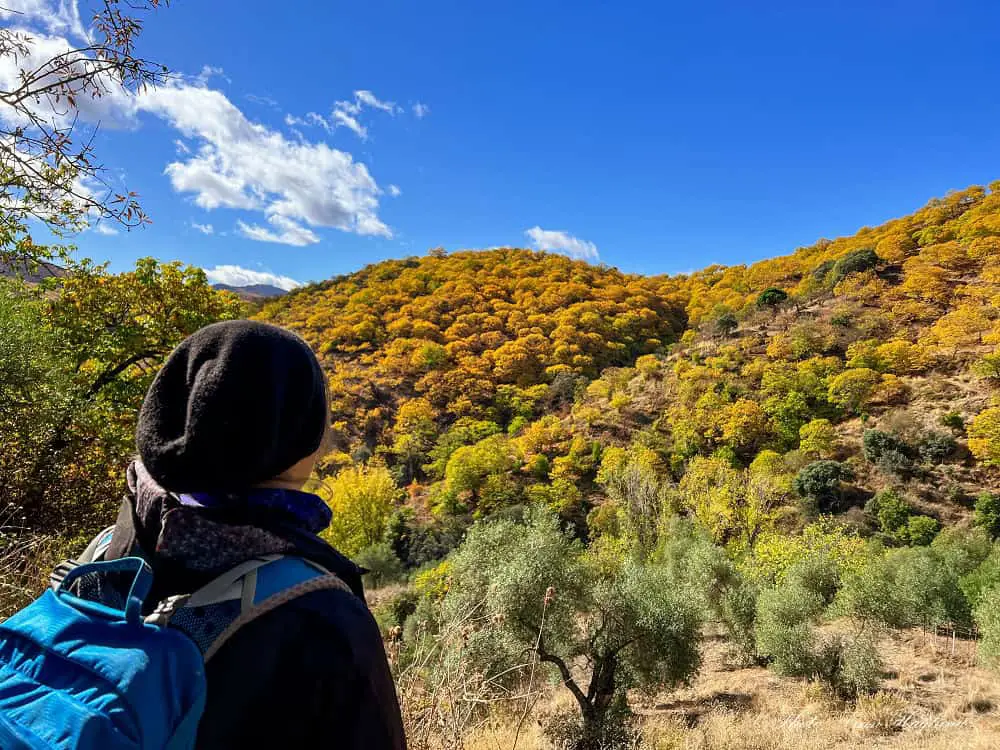 Me looking at a hill full of orange trees when hiking Igualeja to Parauta for fall colors.