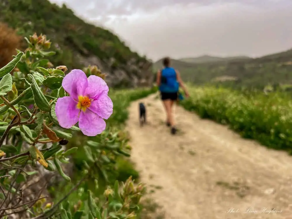 A purple flower in the foreground while me and my dog Atlas are walking on the trail behind it during spring on las Arquillas trail.