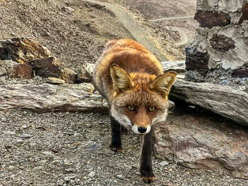 Fox in Sierra Nevada.
