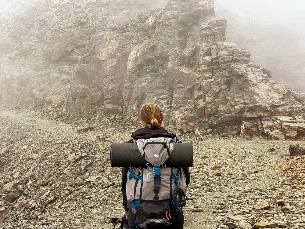 Me staring at mountain goats in Sierra Nevada.