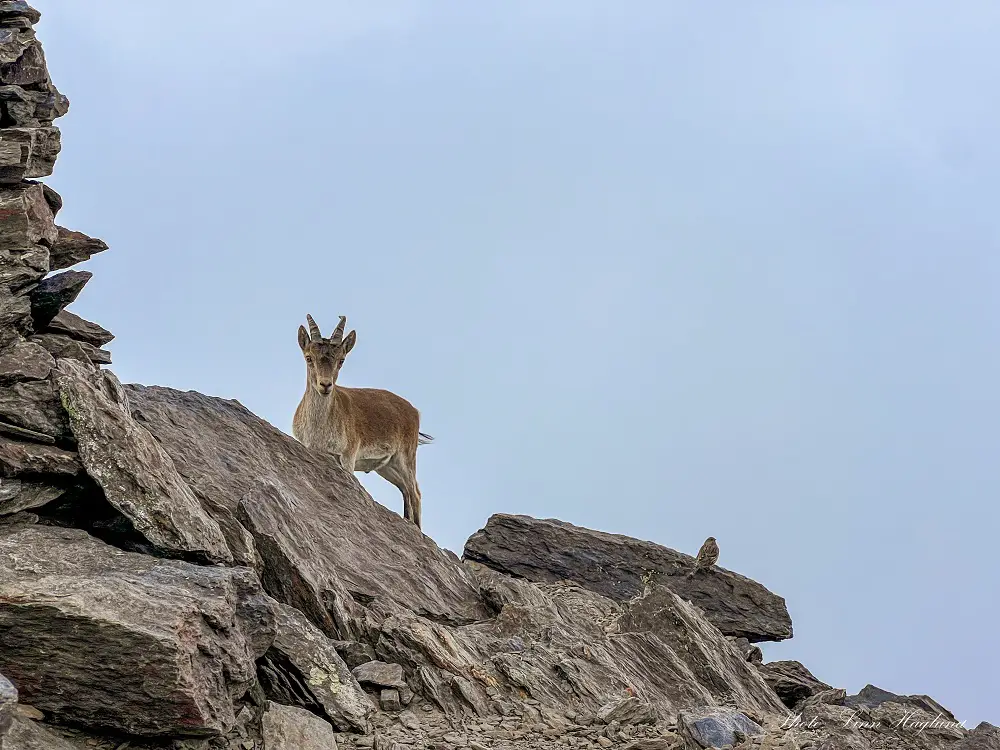 Mountain goat and bird on the Alcazaba in Sierra Nevada spain.