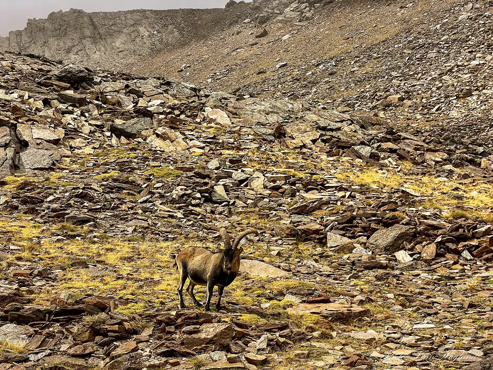 Mountain goat in Sierra Nevada National Park.