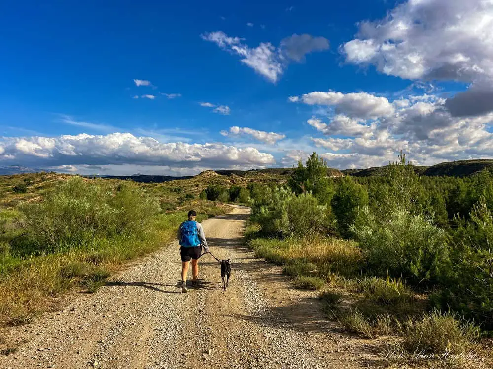 Walking the Gorafe Desert in Spain in an area with some pine trees.